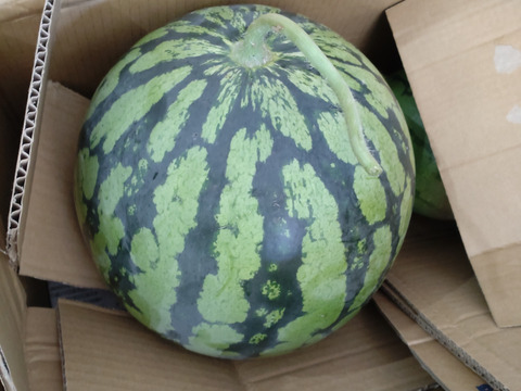 【訳あり激安！】中玉スイカ 5.9キロ！（※１個の価格です）【冷蔵便限定】※この夏最終のスイカになります