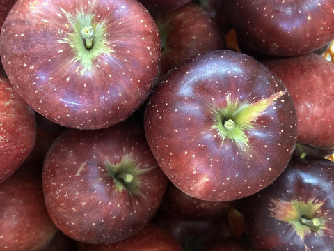 パリッと甘い！山形県産秋映【お試し大玉1.5キロ】