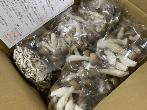 朝採り!!　"カットぶなしめじ"詰め合わせ たっぷり8袋セット