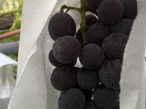 咲1歳記念Box！ Qにお任せ、家庭用詰め合わせ！3kg 箱