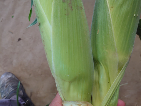 トウモロコシ ゴールドラッシュ 3kg