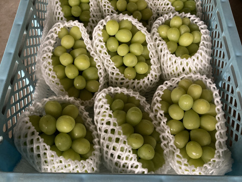 お得！大粒！ジューシー！長野県産シャインマスカット約1kg(2房)