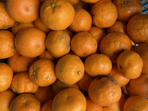 訳あり　果肉はじける！プチプチはるみ　5kg（箱込み）