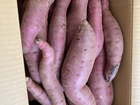 訳あり！熟成紅はるか　10kg  さつまいも