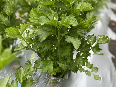 【新鮮☆朝収穫】セロリ1ｋg～香り高濃度😊