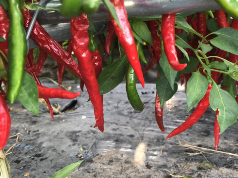 赤唐辛子　フレッシュ　200g　レターパック　爽やかな辛さ　栽培期間中　農薬・化学肥料・除草剤不使用