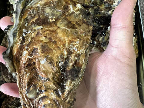 広島産カキ小町（希少品種）殻付き牡蠣 2kg（1年中楽しめる特別な広島かき）