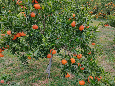 紅ばえ　家庭用Ａ・Ｂミックス　4Ｋ