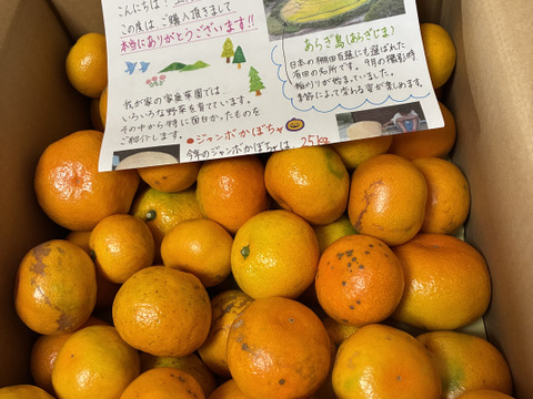 有田みかん【完熟ゆら早生】5kg（箱込）