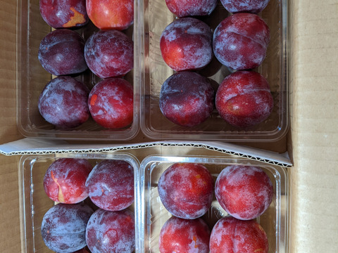 すもも24個入り