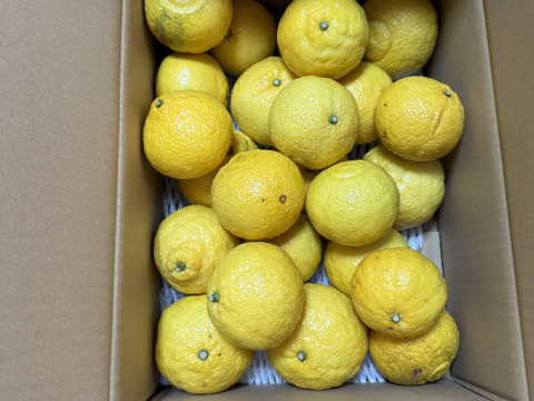 爽やかな香りで優しい甘さ『はるか』４キロ入り