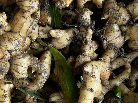 【熊本県産】R7.11月収穫 / 5kg（サイズバラバラ泥つきなのでお買得！）業務用にも！