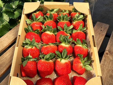 【二次予約販売】2025年度初物いちご！㉑真心農園　べにたま【大玉】バラ詰め870g×１箱（果形混在）