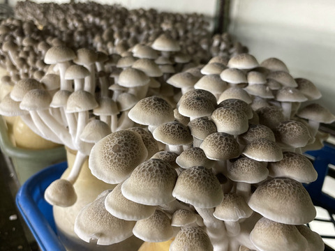 石井食品おまけ付　食べ比べ！信州きのこ詰め合わせ