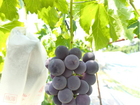 岡山県産グロースクローネ1キロ粒(500gパック×2)