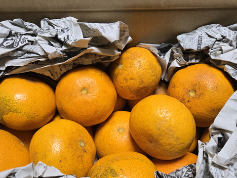 【訳あり】木なり八朔(はっさく)3kg房州産(農薬・化学肥料不使用)