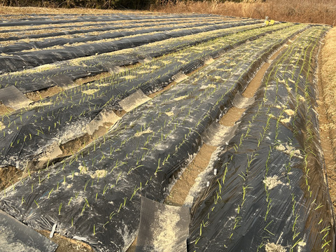 玉葱　七宝甘70　奈良県五條市産