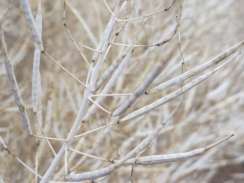 【農薬・化学肥料不使用】瑞々しくて新鮮な水菜！250g×4袋