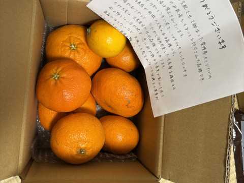 箱込約2㌔　甘平　愛媛県鉄板アイテム