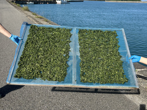 五島列島産 乾燥あおさ チャック付き!! 40g×1袋