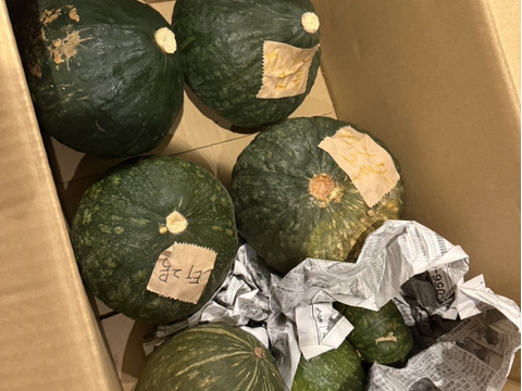 【秋のカボチャセット】農薬不使用で育てたどっしりかぼちゃ5個以上と採れたて季節の野菜盛りセット　 農薬不使用栽培で丁寧に育てました。