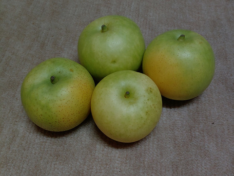 【不揃いご自宅用】鳥取の！二十世紀梨（5㎏）