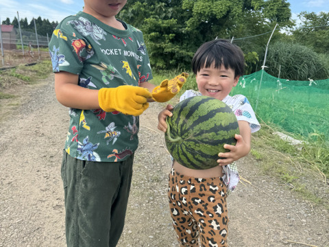 こだわり小千谷スイカ（羅皇）6〜8kg