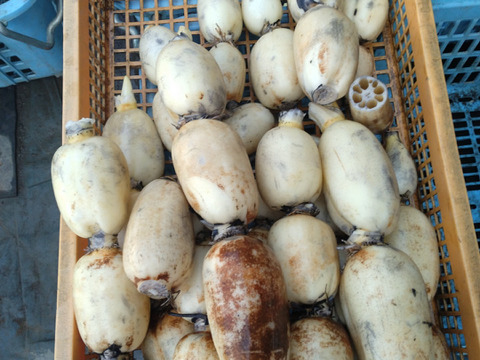 夏 れんこん 2キロ ♯蓮根 ♯レンコン：茨城県産のれんこん｜食べ