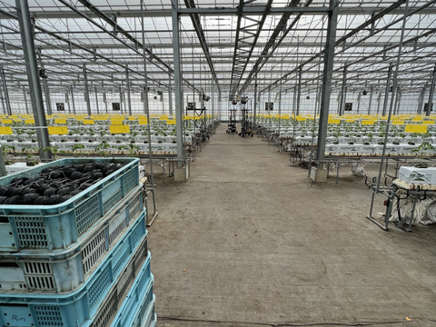 訳ありアイコ1kg箱(A品)ヘタ無し、傷あり。美味しい＋満足‼︎おすすめアイコ