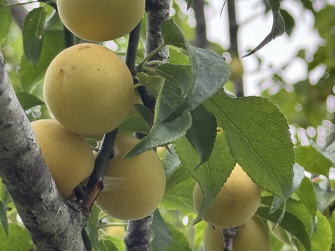 希少な自然農法栽培　農薬不使用 農園自慢の熟し梅　日本古来の原種梅鶯宿です。
サイズ無選別   3キロ以上　サービスでその日に採れた野菜もお入れしてお送りいたします。