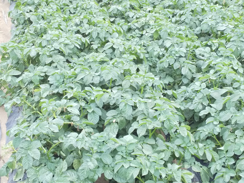 春馬鈴薯　ニシユタカ