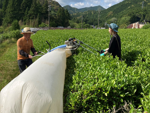 草生栽培・自園シングルオリジン・2024年の新茶