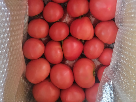 【大容量6kg】朝採り午後出荷！桃太郎トマト【福岡県産】