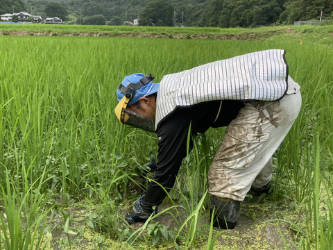 《お得❗️》農薬を使わないお米　コシヒカリ15kg【白米】