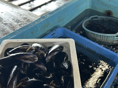 【天然✨陸奥湾産】活ムール貝【1Kg〜】