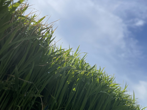 現役農大生がつくる『 はるみ米』玄米10キロ