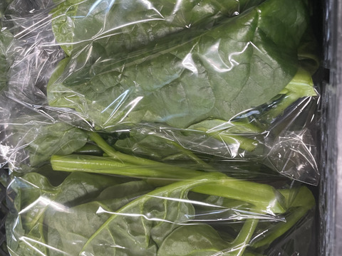 栄養価ほうれん草以上！ネバネバしてて体にいい"つるむらさき"100g×5袋