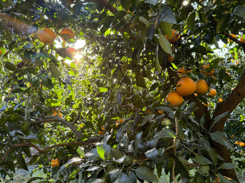 【有田みかん】果汁たっぷり！不知火デコ【また旅みかん】