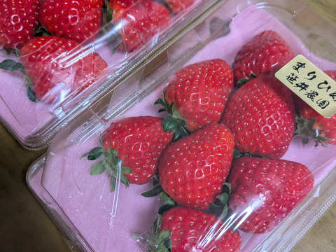朝採れ、収穫いちご　まりひめ　500g (250g × 2p)