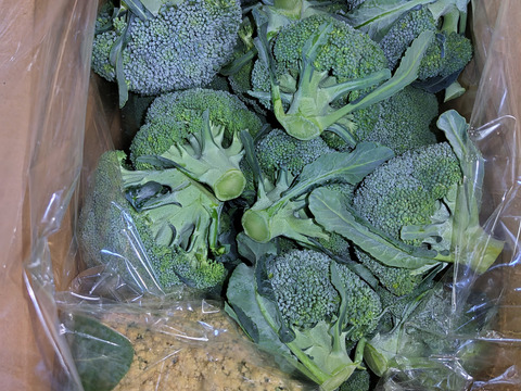 ３キロ入り小さいブロッコリー