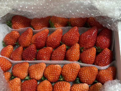 （３月発送）２箱セット
トクトク🍓いちごの宝石箱
朝摘み完熟❤️酵素栽培の
こだわりいちご食べ比べ