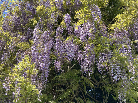 藤のハチミツさん　160g