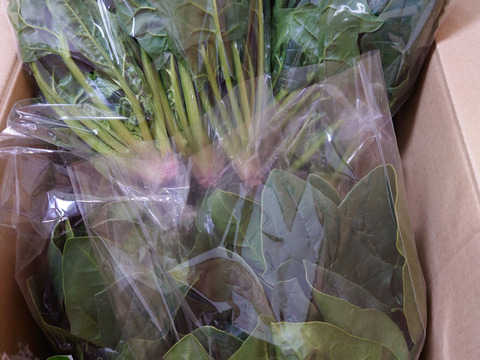 冬の本気！ギュッと濃い味肉厚ほうれん草（200ℊﾊﾟｯｸ×１０Ｐ）