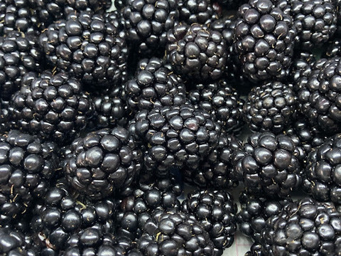 【ジャム作りに最適！】冷凍ブラックベリーお値打ち加工用（500g）