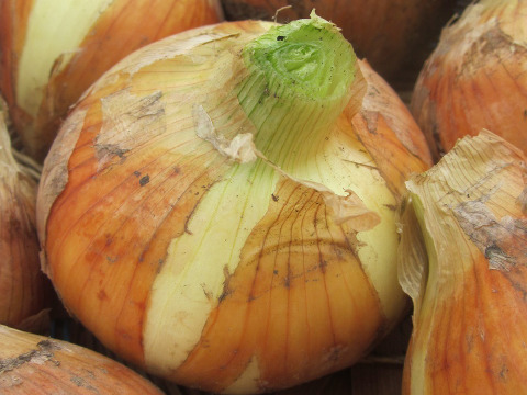 瀬戸内よりお届け！旬の野菜詰め合わせ便　Sサイズ（６～７品目）