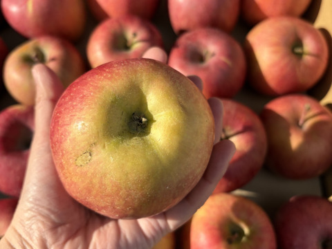 青玉 加工用 大訳あり サンふじ 5キロ箱