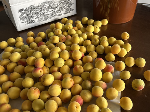最終販売！樹上の自然完熟！【西果樹園の南高梅】５ｋｇ