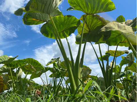 今が旬！里芋(愛媛農試V2号)のおいしさをお届け(3キロ)