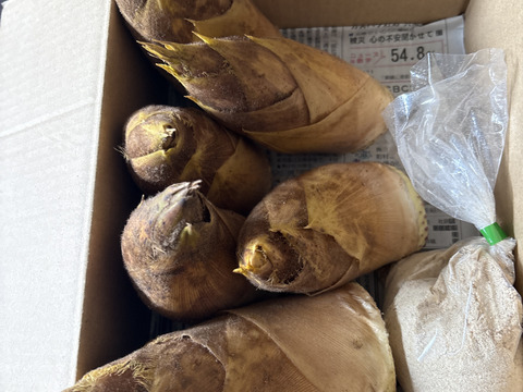 ※予約商品※2026年生たけのこ1.5kg　( 2〜4本入) 採れたてをお届け！
