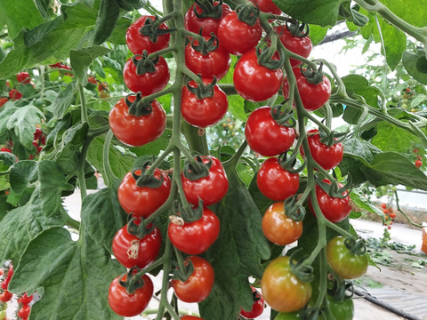 ミニトマトプチぷよ　1キロ　エコな紙包装でお届け